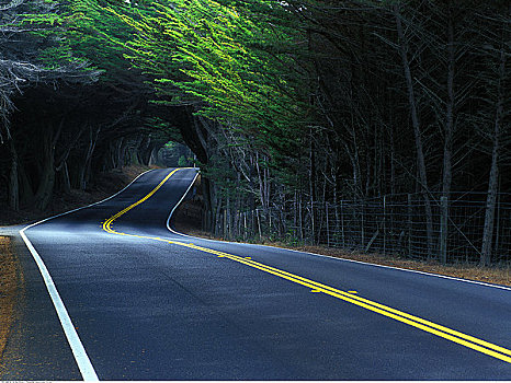 道路,樹林