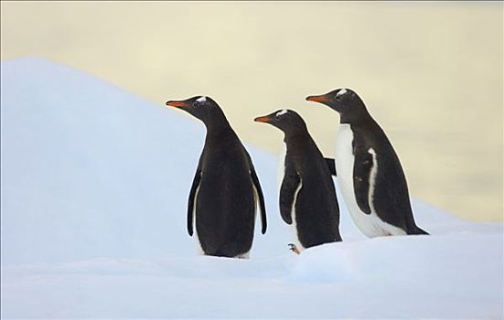 巴布亚企鹅,三个,浮冰,南极