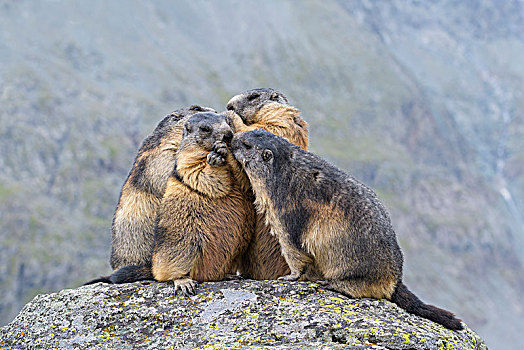 阿尔卑斯山土拨鼠,旱獭,动物群,上陶恩山国家公园,奥地利