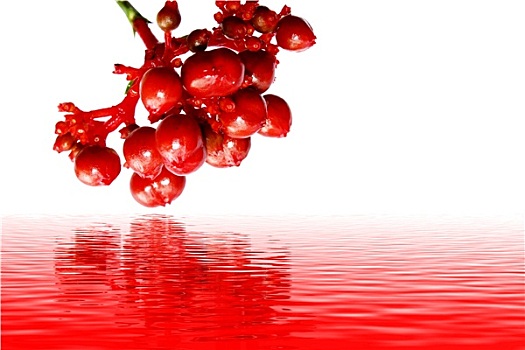 红色,水果,隔绝,白色背景