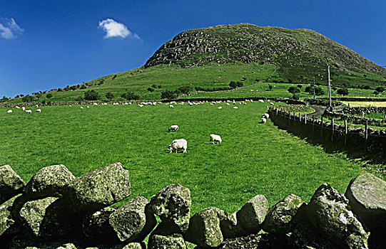 羊群,放牧,土地,山,安特里姆郡,北爱尔兰