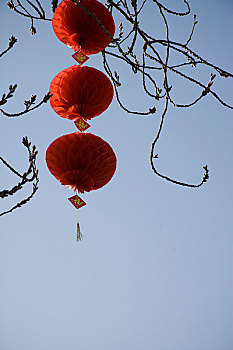 北京树上挂的红灯笼