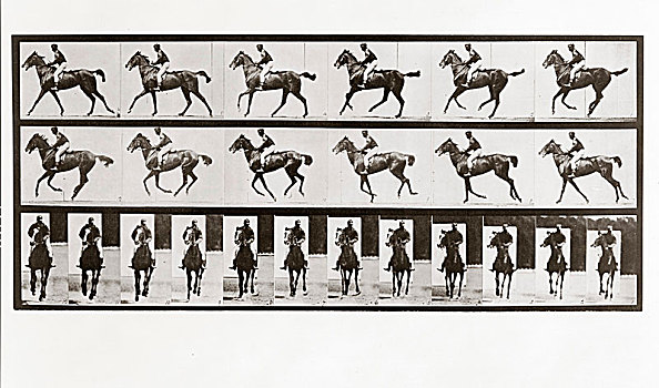 马,骑乘,盘子,动物,移动,照片