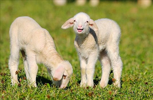 两只,羊,绵羊,草地,巴伐利亚,德国