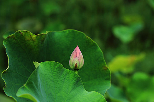 荷花,莲花,夏天,绿色