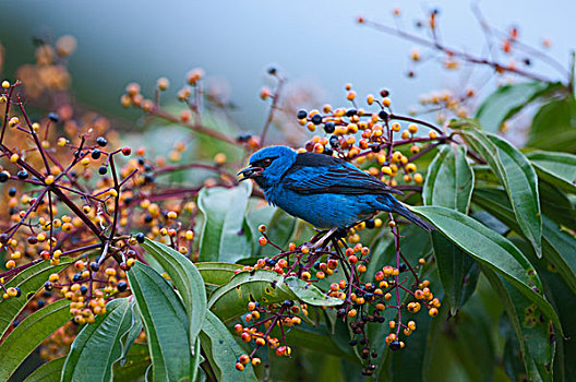 蓝色,雄性,哥斯达黎加,中美洲