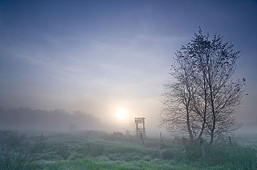 早,早晨,薄雾,高沼地,下萨克森,德国,欧洲