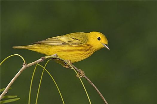 黄色,鸣禽,雄性,瑞欧格兰山谷,德克萨斯