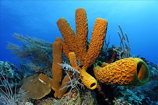 大,海绵,珊瑚礁,多样,珊瑚,环礁,伯利兹,中美洲,加勒比海