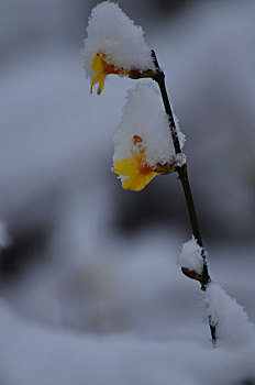 春雪润万物