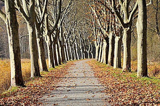 树,公园,秋天,康斯坦茨,地区,巴登符腾堡,德国,欧洲