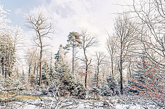 树林,冬天