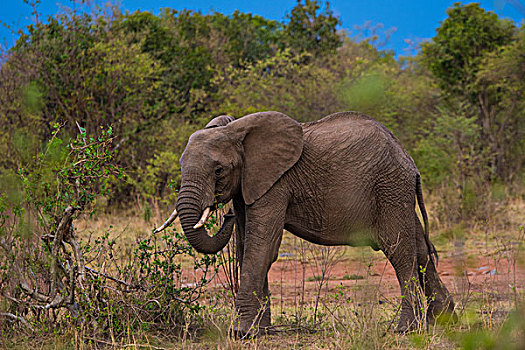 肯尼亚马赛马拉国家公园大象