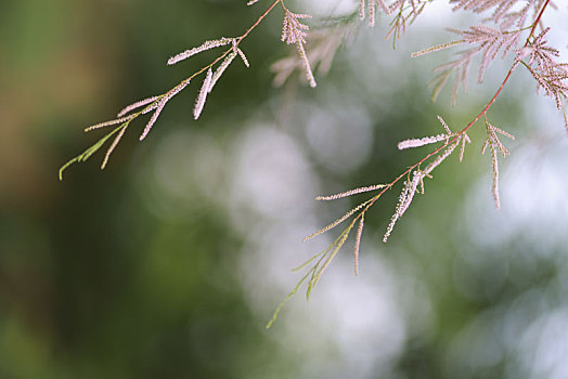 植物