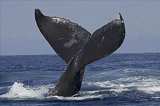 夏威夷,夏威夷大岛,驼背鲸,大翅鲸属,鲸鱼