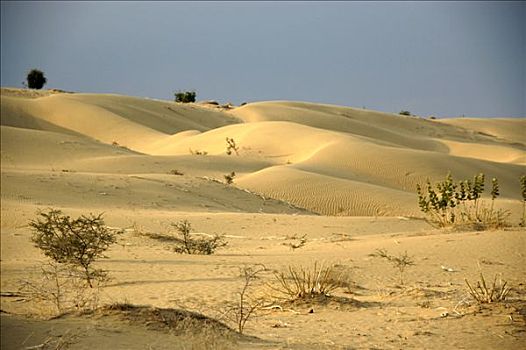 塔尔沙漠,靠近,斋沙默尔,拉贾斯坦邦,印度