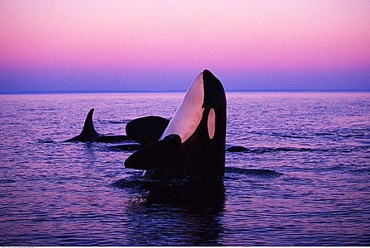 逆戟鲸,出现,水,日落,靠近,温哥华岛,不列颠哥伦比亚省,加拿大