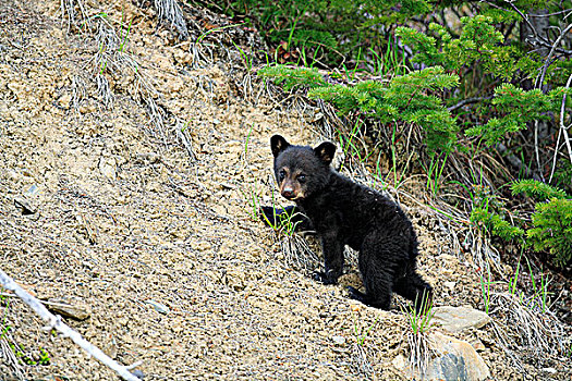小,黑熊,幼兽,攀登,山,加拿大西部