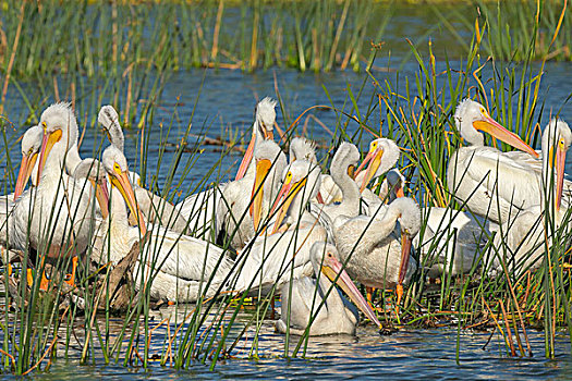 成群,白色,鹈鹕,休息,白天,美洲白鹈鹕,湿地,佛罗里达,美国