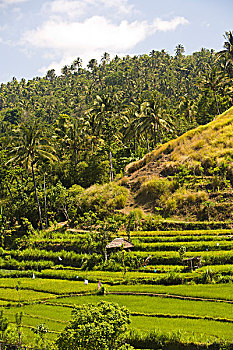 稻米梯田,靠近,图兰奔,北方,巴厘岛,印度尼西亚,亚洲