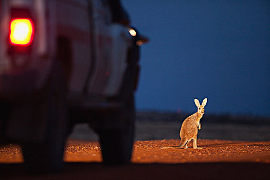 红袋鼠,正面,交通工具,黄昏,国家公园,澳大利亚