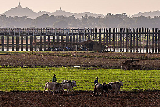 男人,耕作,牛,地点,乌本桥,塔,山,后面,阿马拉布拉,分开,曼德勒,缅甸,亚洲