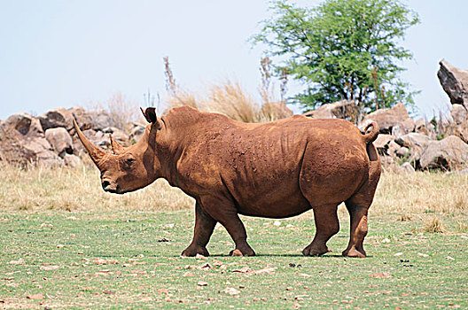 白犀牛,犀牛,狮子,自然保护区,南非,非洲