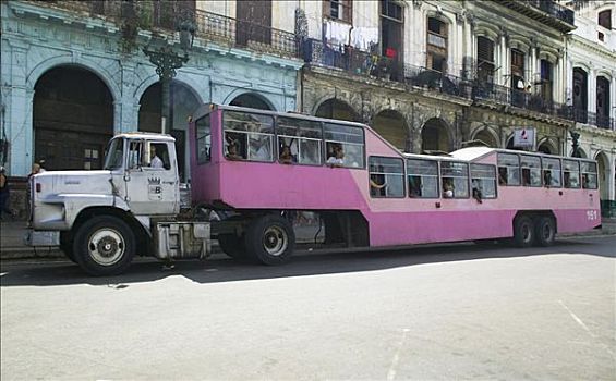 拥挤,巴士,粉色,骆驼,特色,公共交通,古巴,哈瓦那,中美洲,加勒比海