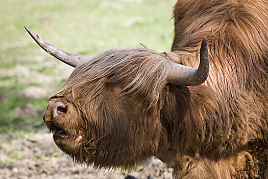 苏格兰,高原牛,头像