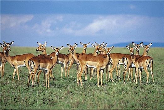 黑斑羚,羚羊,哺乳动物,马赛马拉,肯尼亚,非洲,动物