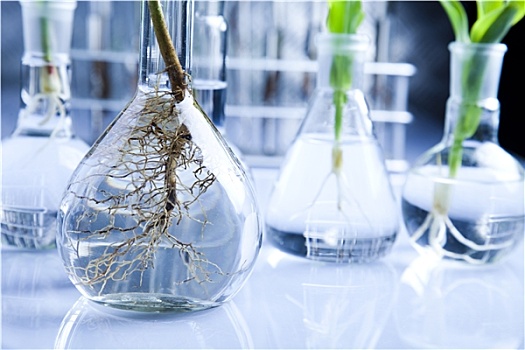 环境,实验室,实验,植物