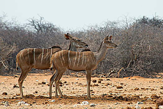 大捻角羚,雌性,警惕,埃托沙国家公园,纳米比亚,非洲
