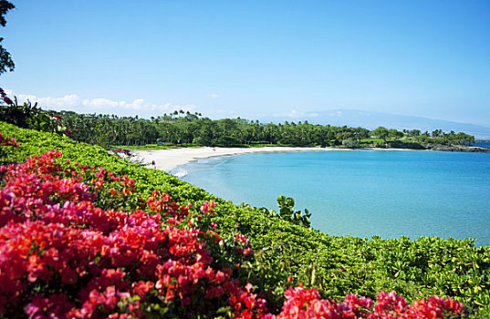 夏威夷,夏威夷大岛,柯哈拉海岸,莫纳克亚,胜地,海滩,叶子花属,花