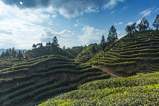 四川宜宾屏山蜿蜒茶山自然风光