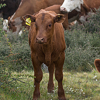 牛,地点,托雷德裴恩国家公园,巴塔哥尼亚,智利