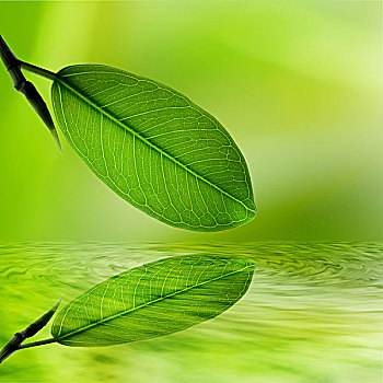 绿叶,反射,水