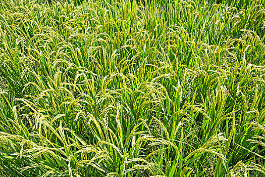 新疆米东区水稻丰收