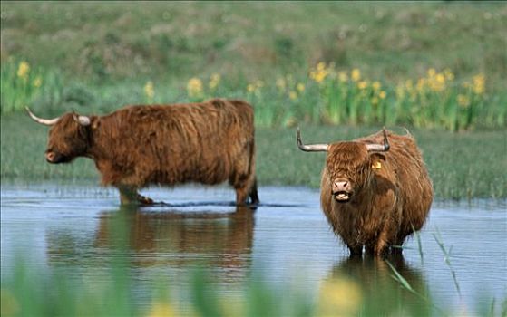苏格兰,高原牛,水塘