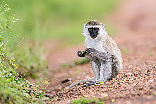 长尾黑颚猴,吃,坐,湖,国家公园,乌干达,非洲