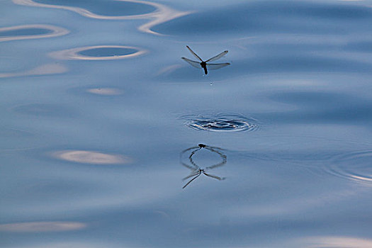 蜻蜓,上方,水