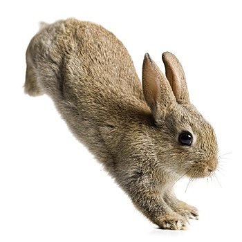 复活节兔子万亩大草原万亩大草原白尾,兔子,蹦跳,冬天,外套,东方