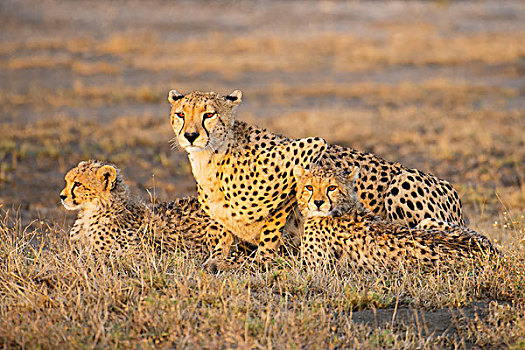 印度豹,卧,幼兽,坦桑尼亚