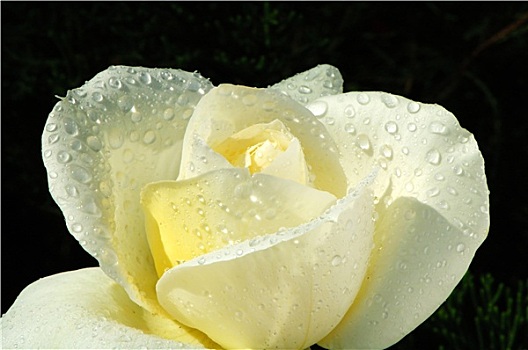 白色蔷薇,水滴