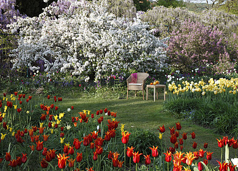 春天,花园,郁金香属,苹果树,花束月季