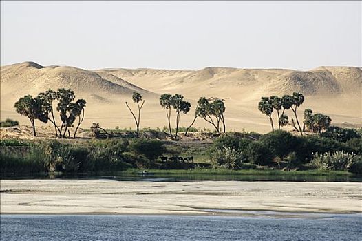 尼罗河,埃及,非洲
