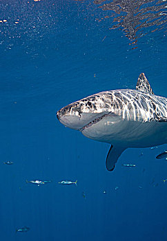 大白鲨,墨西哥