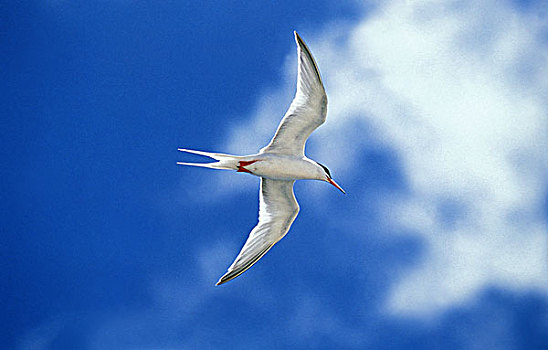 北极燕鸥,蓝天,澳大利亚