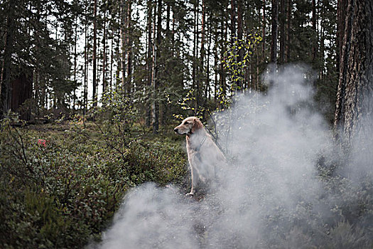 狗,坐,烟,树林