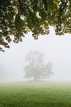 赤杨,树,晨雾,自然保护区,黑森州,德国