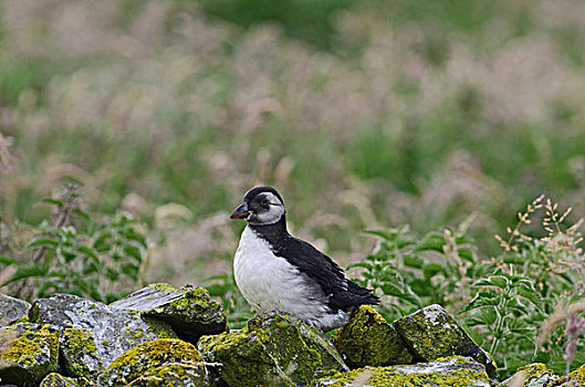 角嘴海雀,北极,幼鸟,法恩群岛,诺森伯兰郡,英格兰,英国,欧洲